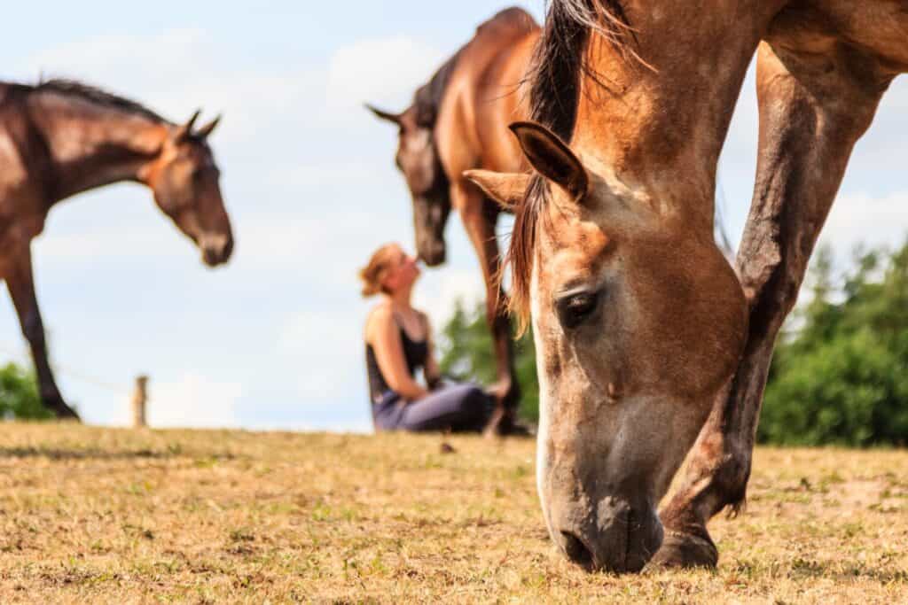 Equine Assisted Therapy